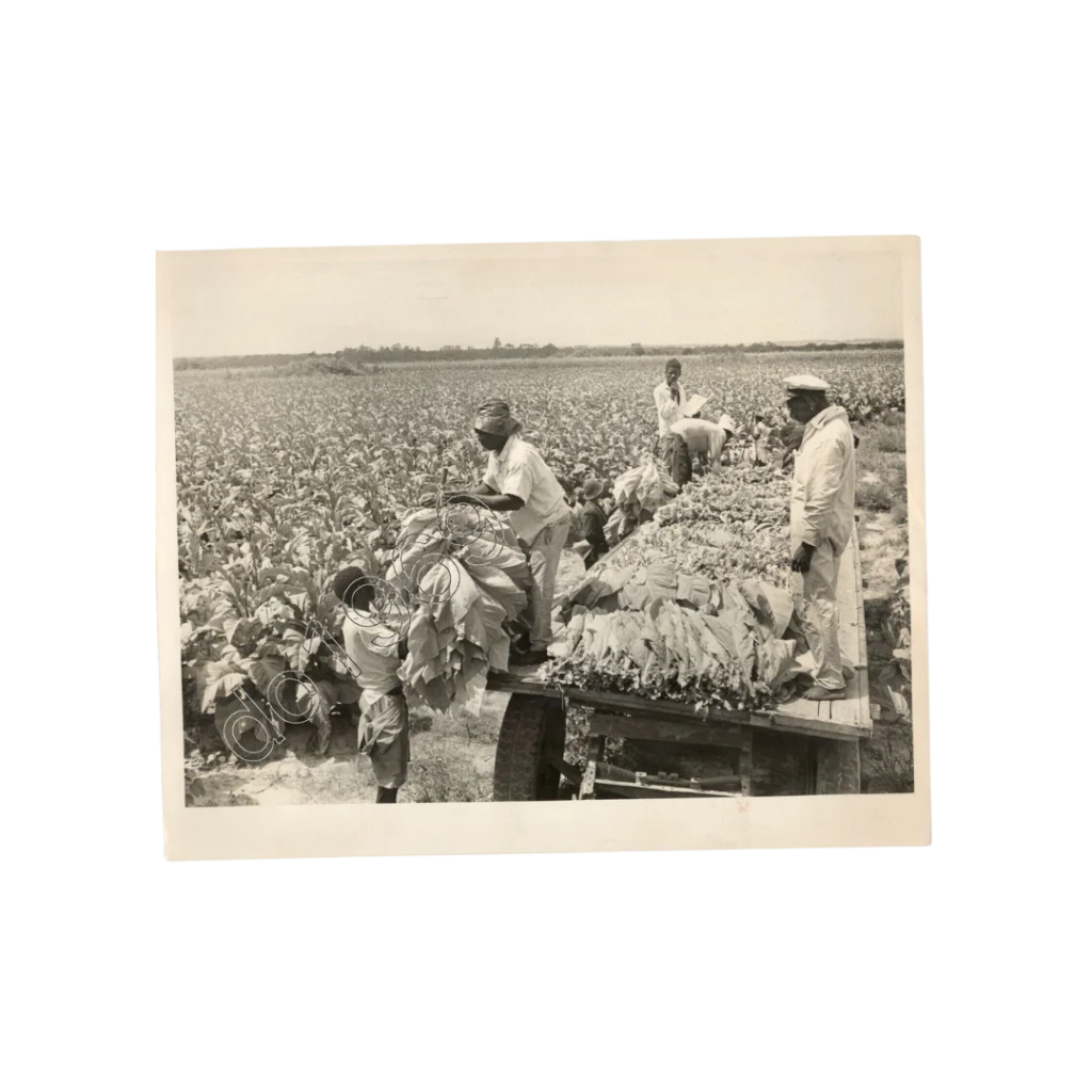 1972 Tobacco Farm Press Photo