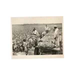 1972 Tobacco Farm Press Photo