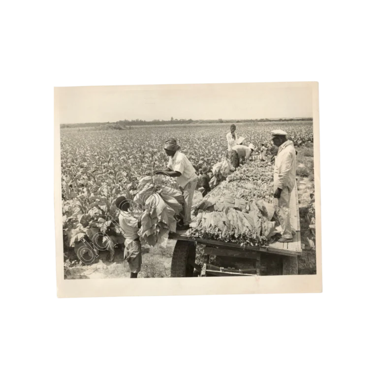 1972 Tobacco Farm Press Photo