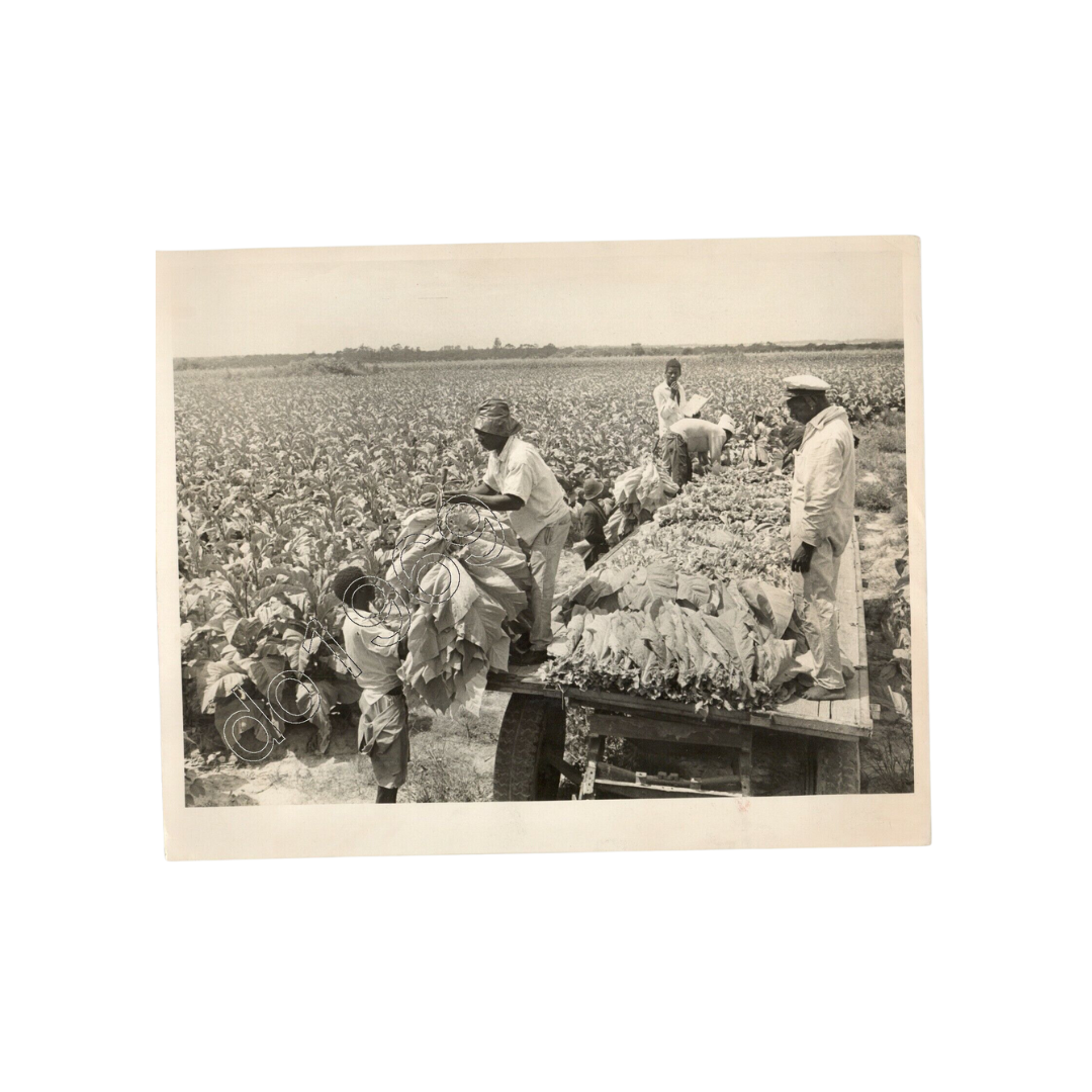 tobacco farm uk 1972 Tobacco Farm Press Photo ~ 1925 GLEN NORAH