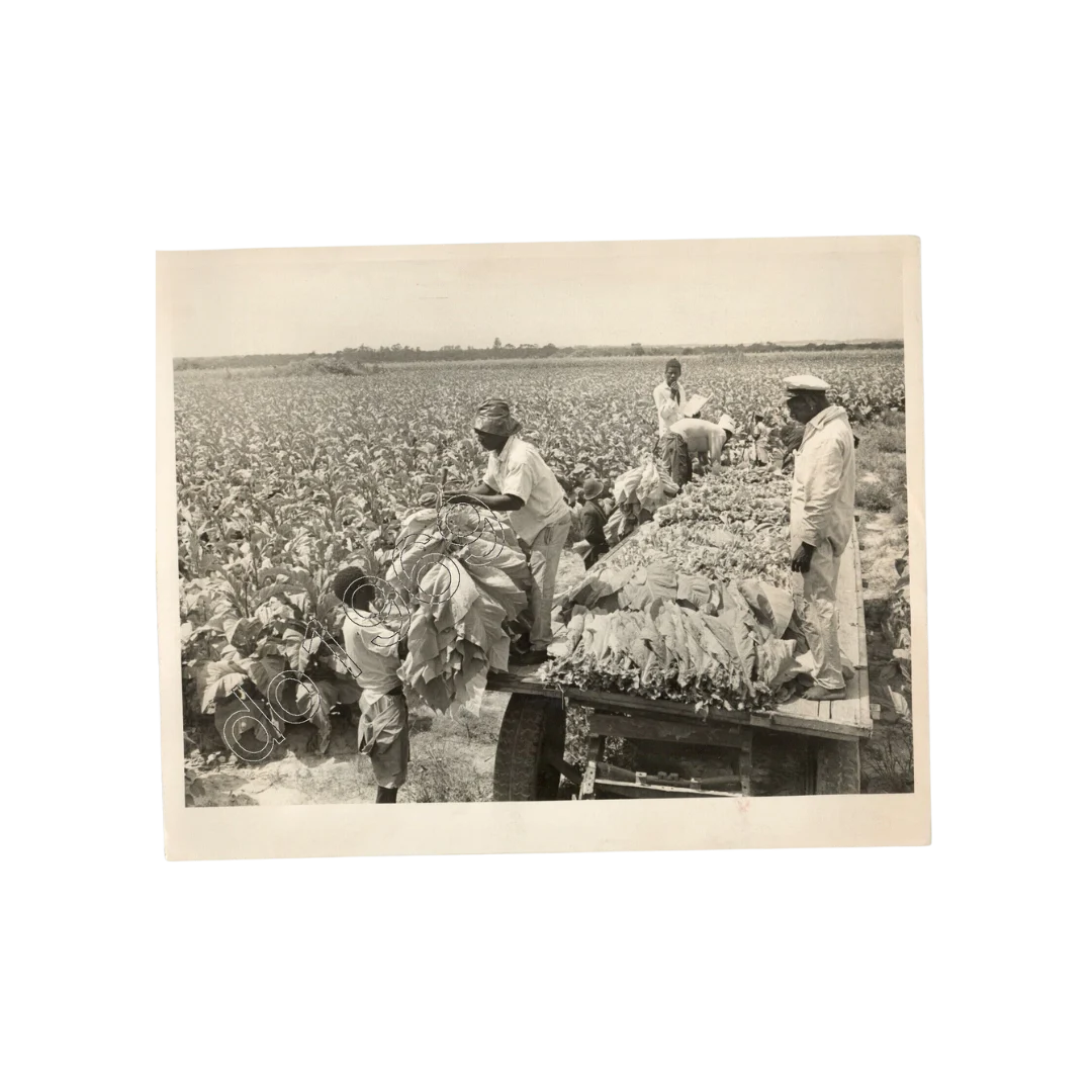 1972 Tobacco Farm Press Photo