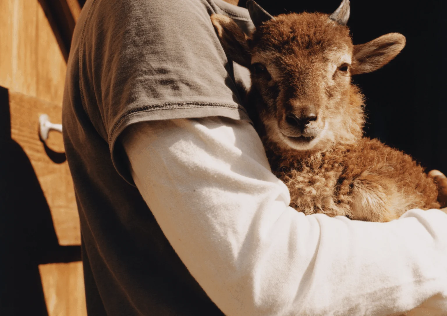 A lamb held close, from the 1925 GLEN NORAH launch campaign