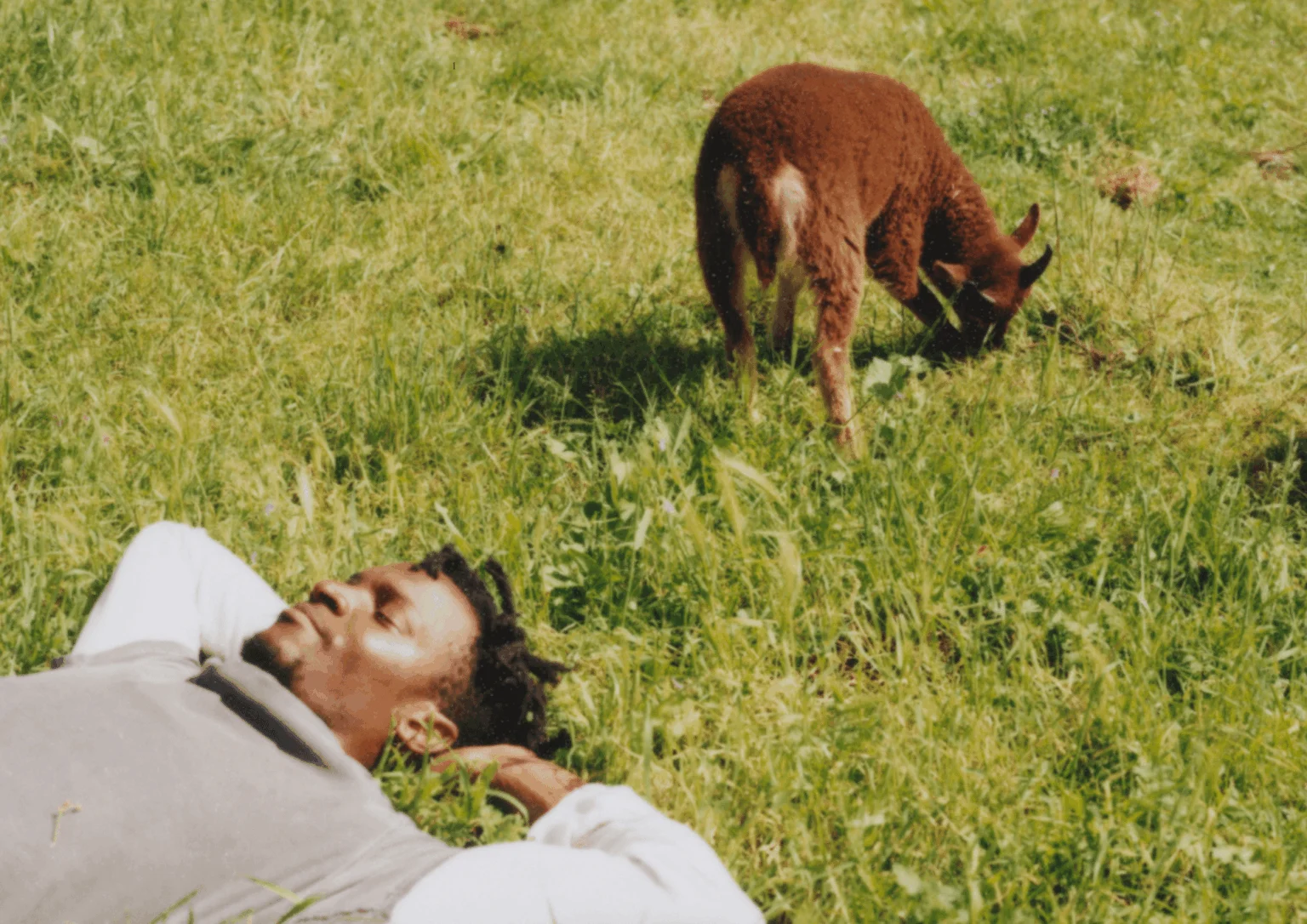 A man lying in the grass beside a grazing lamb